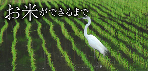 お米ができるまで