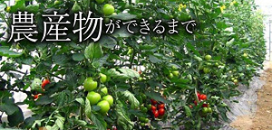 農産物ができるまで
