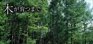 木が育つまで