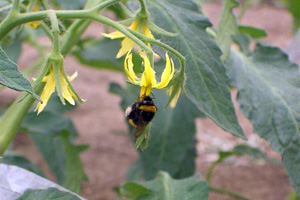 トマトができるまで