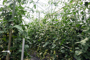 トマトができるまで