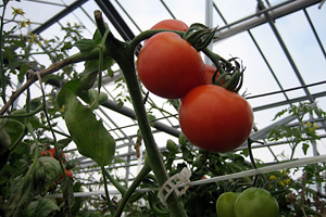 トマトができるまで