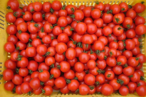 トマトができるまで