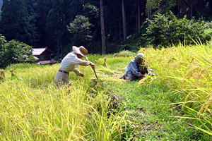 いしかわ自然学校