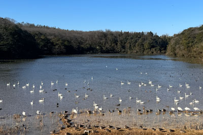 加賀市鴨池観察館