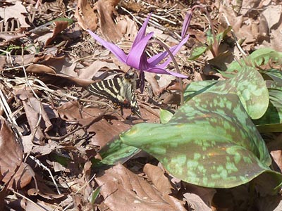 能美の里山ファン倶楽部