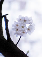 『老木に花の咲かんが如し』